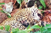 Karkala: Locals kill leopard which attacked a man & cow at Ninjoor